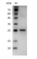 重组小鼠IL-34的SDS-PAGE分析