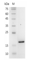 重组小鼠白细胞介素-3 6α的SDS-PAGE分析