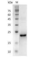 重组人IL-29的SDS-PAGE分析