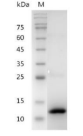 重组人BMP2的SDS-PAGE分析