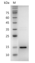 重组人VEGF121的SDS-PAGE分析