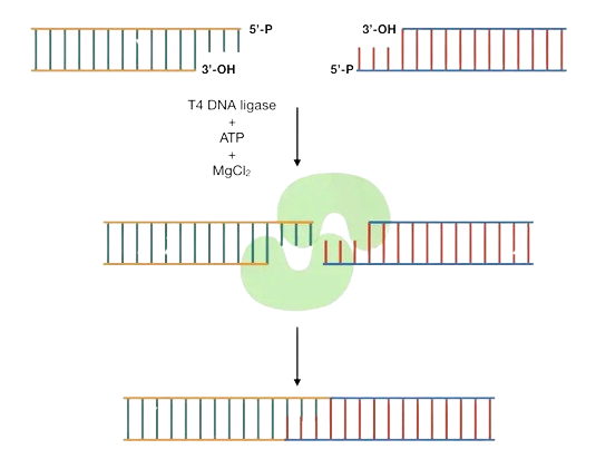 T4 DNA.png