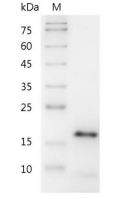 重组人CDNF的SDS-PAGE分析