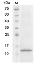 C-CYP355.png