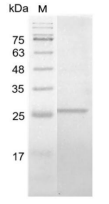 C-CYP359.png