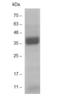 C-CYP392.png