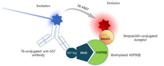 HSP90β（C端结构域）TR-FRET检测试剂盒
