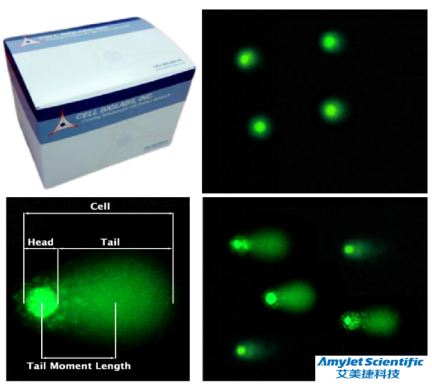 Cell-Biolabs.png