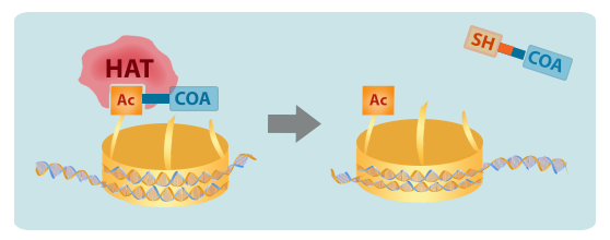 Acetyltransferase.png