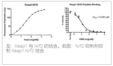 KEAP1-Nrf2抑制剂筛选检测试剂盒