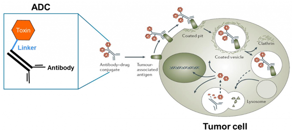 Antibody-drug conjugates.png