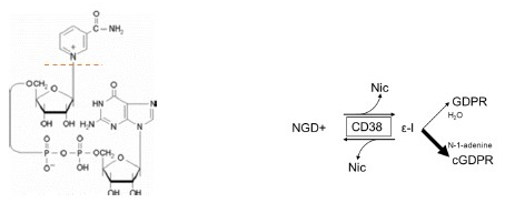 CD38(小鼠)抑制剂筛选试剂盒(环化酶活性)