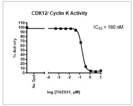CDK12/细胞周期蛋白K激酶检测试剂盒