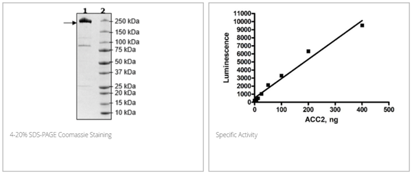 ACC2, His-Tag重组蛋白