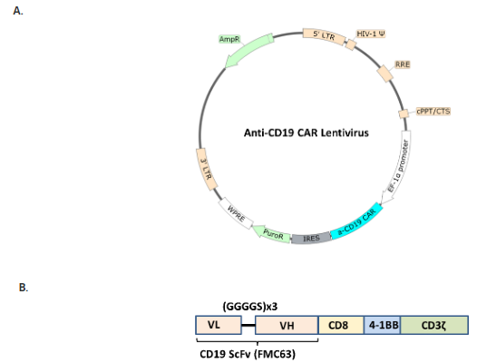 用于生成抗CD19型car扁豆病毒的扁豆通风器示意图