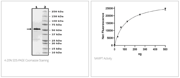 NAMPT (PBEF1)重组蛋白