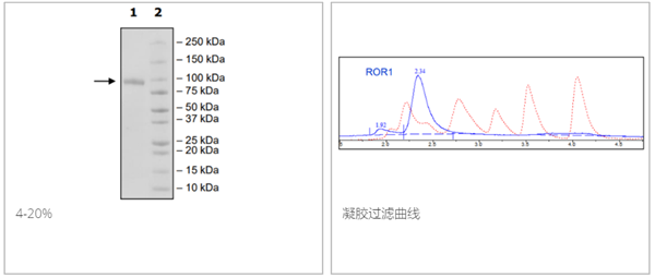 ROR1, Fc-Fusion (IgG1), Avi-Tag, Biotin-Labeled重组蛋白