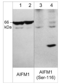 AIFM1(Ser-116),磷酸特异性