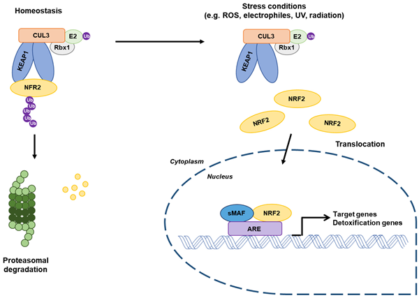 KEAP1-NRF2.png