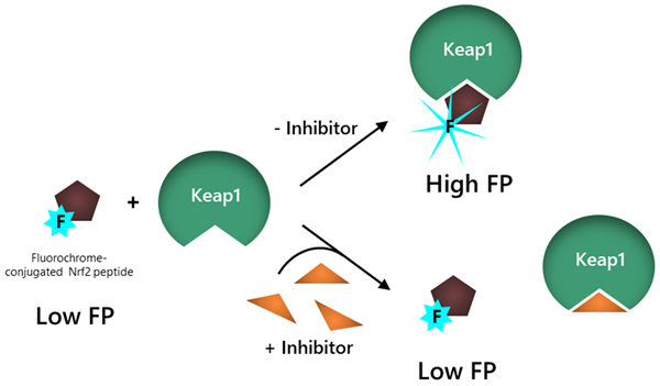 KEAP1-NRF2-1.png