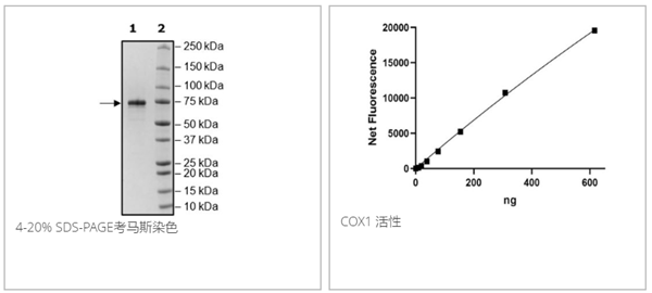 COX1, FLAG-His-Tags重组蛋白