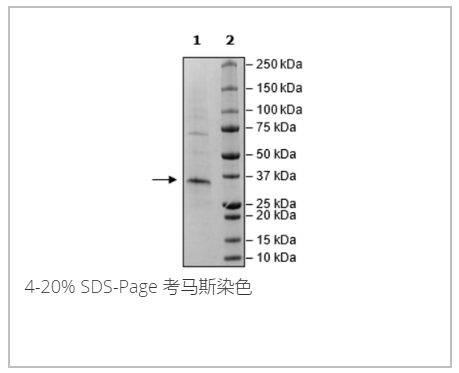 HSD17B13, FLAG-Tag重组蛋白