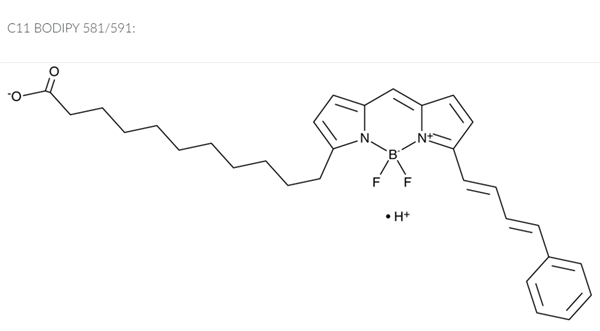 C11 BODIPY 581 591.png