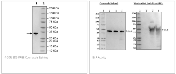 BirA, His-FLAG-tags (E. coli) (E. coli-derived)重组蛋白