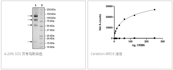 Cereblon/DDB1/Cul4A/Rbx1复合物重组