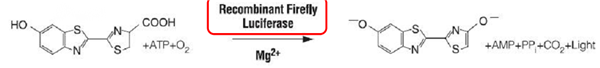 Luciferase-1.png