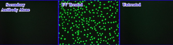 cpd-staining-kit.png