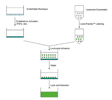 leukocyte-endothelium-adhesion-assay.png