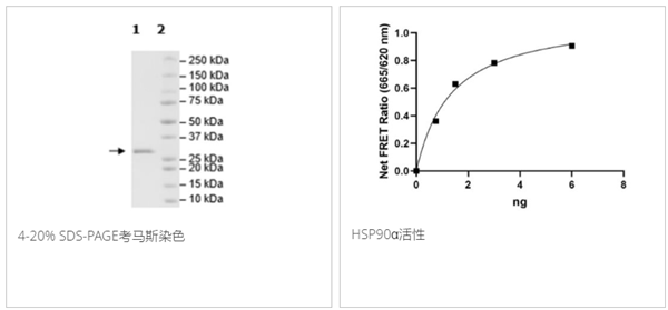 HSP90α(c-末端)重组蛋白，His, Avi标签，生物素标记