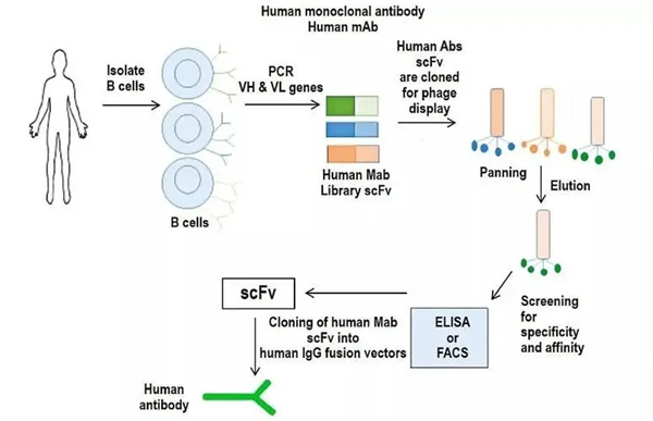 Monoclonal Antibody Drugs.png