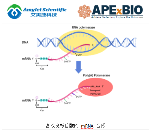 APExBIO