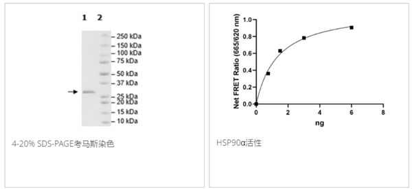 HSP90α (C-terminal), Biotin-Labeled, His-Tag, Avi-Tag重组蛋白