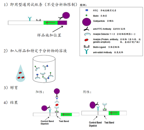 HybriDetect试纸条