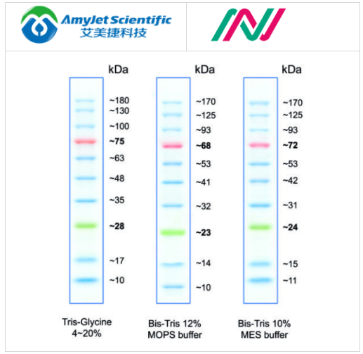 BlueStar Prestained Protein Marker 