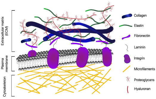 extracellular matrix.png