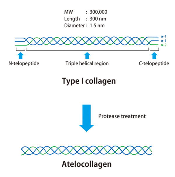 extracellular matrix-1.jpg