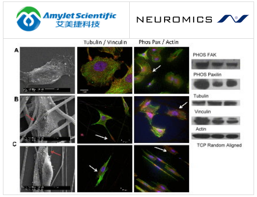 Neuromics