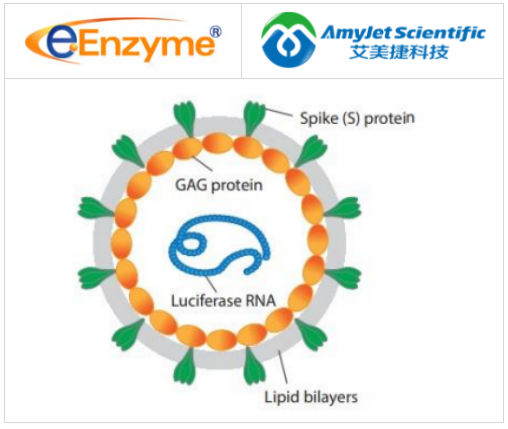 eENZYME-MERS-CoV 假病毒颗粒