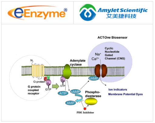 eENZYME-ACTOne PDE Assay 