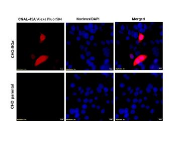 CGAL-45A.jpg