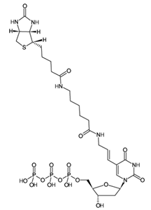 Biotin-11-dUTP，生物素化核苷酸