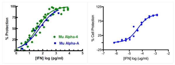 小鼠干扰素Alpha A