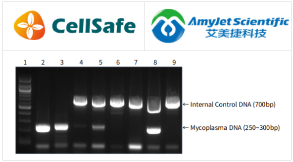 BioMycoX 支原体PCR检测试剂盒