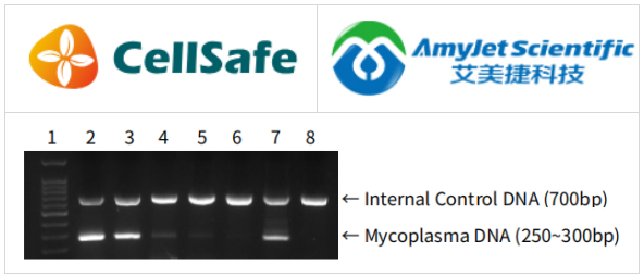 BioMycoX支原体PCR检测试剂盒