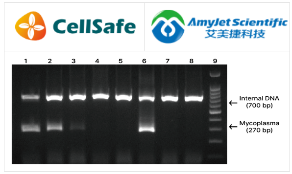 BioMycoX支原体PCR检测预混料凝胶