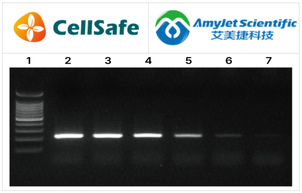 HiSense? RT-PCR 主混合液提供了一种单步程序，用于执行 RT-PCR 反应。由于包含了加载染料，因此后续的加载和 RT-PCR 产物的可视化更加简化。用户需要提供引物和经 DNase 处理的模板 RNA。  本产品包含了在单个反应管中进行 PCR 扩增所需的所有必要试剂。具体来说，这种一步式 RT-PCR 主混合液含有特殊的反应缓冲液、逆转录酶抑制剂、dNTPs 和无 DNA Taq DNA 聚合酶，适用于使用任何 RNA 模板的高度敏感和特异性 RT-PCR。  特殊的 RT-PCR 缓冲液含有稳定剂和增强剂，这些成分可以优化“单步”中的两个反应。  该主混合液为最终用户提供了一个高效、易于使用和可靠的替代传统“两步”顺序 RT-PCR 的选择。     艾美捷CellSafe HiSense RT-PCR主混合液特点：  1、特殊的 RT-PCR 缓冲液含有稳定剂和增强剂，它们优化了“一步法”中的两个反应。  2、主混合液为最终用户提供了一个与传统“两步法”顺序 RT-PCR 相比，更高效、易用且可靠的替代方案。  3、包含蓝色染料，使得主混合液可以直观确认。  4、热启动：是的。     CellSafe HiSense RT-PCR主混合液结果：  人类RNA中GAPDH基因（217bp片段）的扩增  HiSense? RT-PCR主混合液的循环条件为：42°C下30分钟，95°C下5分钟，接着进行35个循环，每个循环包括95°C下5秒，60°C下30秒，以及72°C下30秒。通过包含特殊的反应缓冲液、逆转录酶（RTase）、逆转录酶抑制剂、dNTPs（去氧核苷酸三磷酸）和HiSense? Taq PCR聚合酶，实现了高度敏感和特异性的RT-PCR。  41.png  Lane 1 : 100bp DNA Ladder  Lane 2 : 10ng Human RNA  Lane 3 : 1ng Human RNA  Lane 4 : 100pg Human RNA  Lane 5 : 10pg Human RNA  Lane 6 : 1pg Human RNA  Lane 7 : 100fg Human RNA     CellSafe HiSense RT-PCR主混合液相关产品：  HiSense DLRTaq PCR Polymerase/ Master Mix/ Premix  HiSense cDNA Synthesis Master Mix  HiSense QPlex RT-qPCR Master Mix  HiSense QGreenBlue RT-qPCR Master Mix     CellSafe致力于提供支原体全面解决方案，可以有效检测、消除和预防影响细胞培养的支原体。作为CellSafe在中国区域的代理，艾美捷科技有限公司将为中国客户提供全面的CellSafe产品。